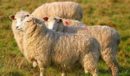 羊了个羊娱乐最热爆料,揭秘娱乐行业最新热点